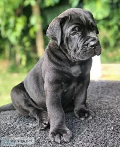 Cane Corso  Puppies 10 weeks old