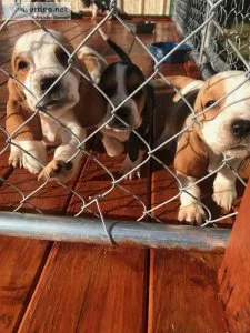 Basset Love Year Round