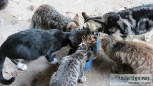 Ferals Strays Need Homes