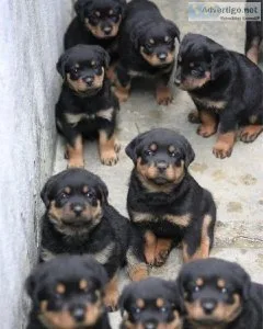 Rottweiler PuppIES