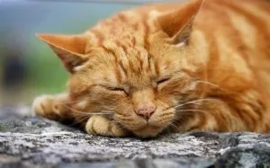 Ginger Cat Price in Noida