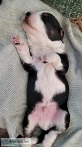 Bernedoodle Puppy