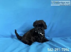 Morkie Puppies
