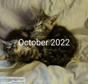 Maine Coon Persian mix kittens