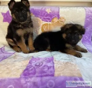 male and female German Shepard puppies