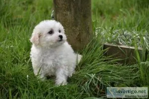 Bichon Frise Puppies.