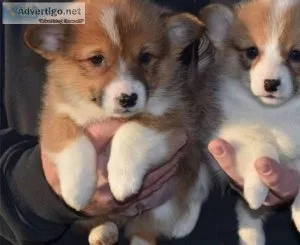 HelloCute Corgis Waiting For Their Forever Homes