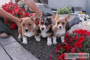 New adorable set of 7 corgi dog puppy coaster