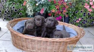 Labrador puppies for sale.
