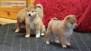 Perfect Shiba Inu puppies for rehoming