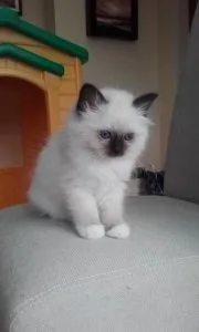 Birman Kittens.