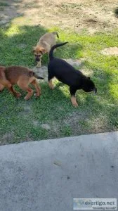 4 puppies