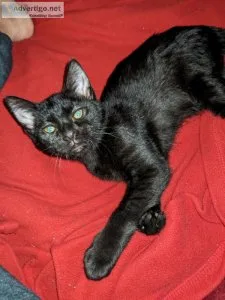 Burmese cats