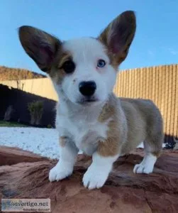 AKC Pembroke Welch Corgi Boy 1