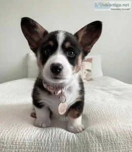 C.K.C (pem)welsh corgi pups