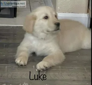 AKC Golden Retriever Puppies