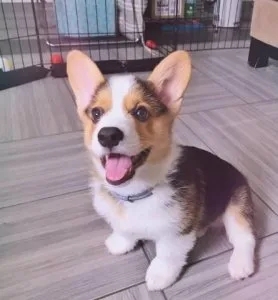 Cute Pembroke Welsh corgi puppies for adoption