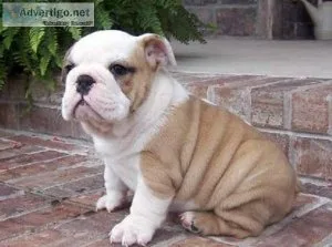 English Bulldog Puppies For Sale.