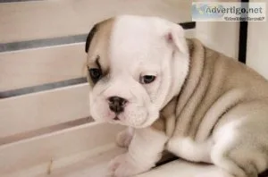Classic bulldog for sale