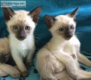 Siamese Kittens for sale.