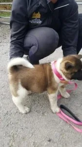 Two Akita beautiful puppies.