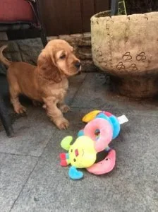 Cocker Spaniels for sale.