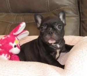 French bulldogs puppies for sale