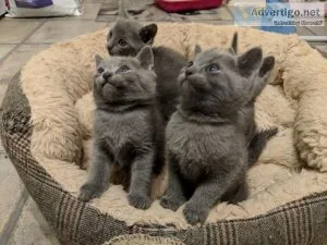 Russian Blue Kittens for sale.