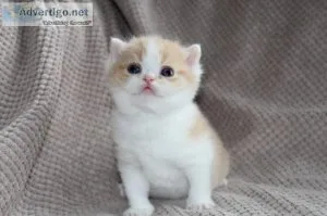Lovely Exotic Shorthair Kittens