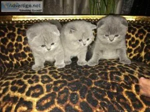 Solid Blue eyes Scottish Folds.