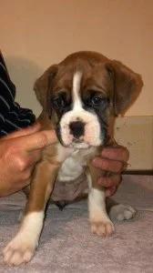 Boxer Puppies For Sale.