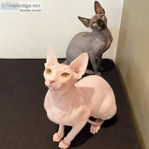 Sphynx Kittens For Rehoming