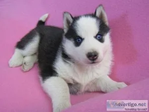 Siberian Husky Puppies
