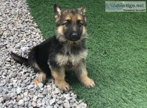 German Shepherd pups.