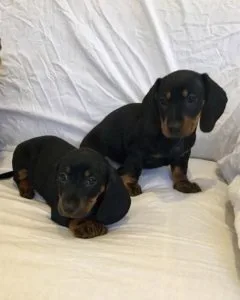 Fabulous Dachshund puppies looking for good home.