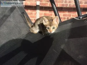 Sweethearts Savannah Kittens For Sale.