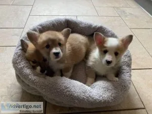 Triple CLEAR AKC Corgi puppies for saleAdoption