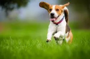 Boost Your Dog s Well Being. Here s How
