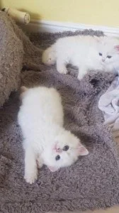 Male and Female Persian kittens for sale.