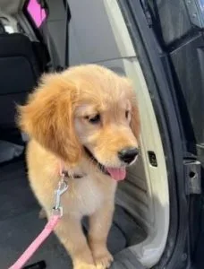 Golden Retrievers