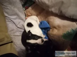 Chihuahua puppies