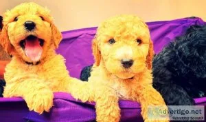 Goldendoodle Puppies