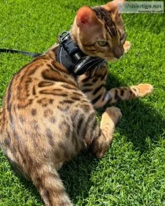 Bengal kittens