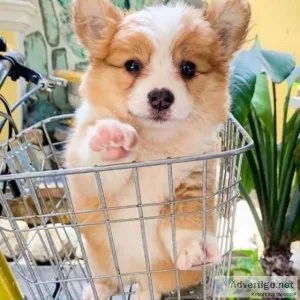 Pembroke welsh corgi - boston terrier puppies