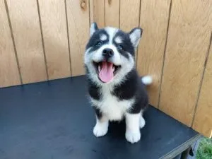 Pomsky puppies available for adoption