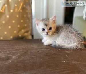 Bundles household Munchkin Kittens