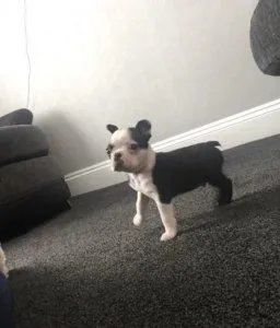 Boston terrier puppies for good home