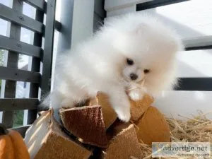 Trained Welcoming Pomeranian Puppies.