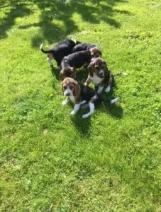 Beagles puppies for sale