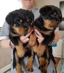 German Rotweiller puppies for rehoming